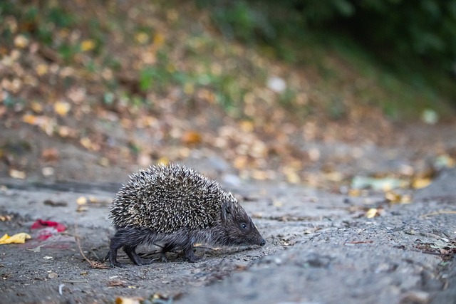 获得国际化 获得国际化